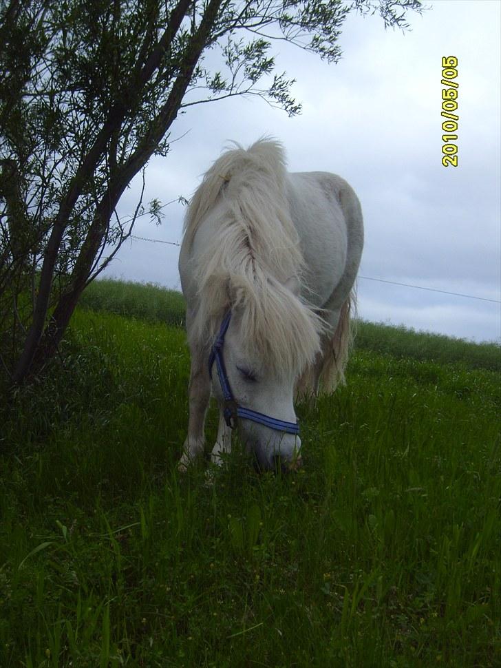 Anden særlig race Chaplin billede 3