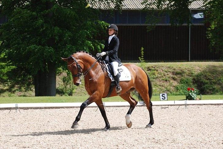 Dansk Varmblod Camiro Mandø - Broholm 2011. billede 3