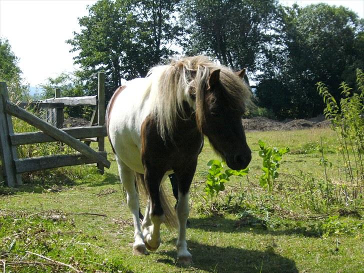 Shetlænder Indy billede 15