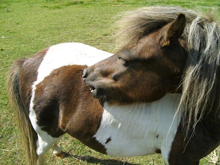 Shetlænder Indy billede 16