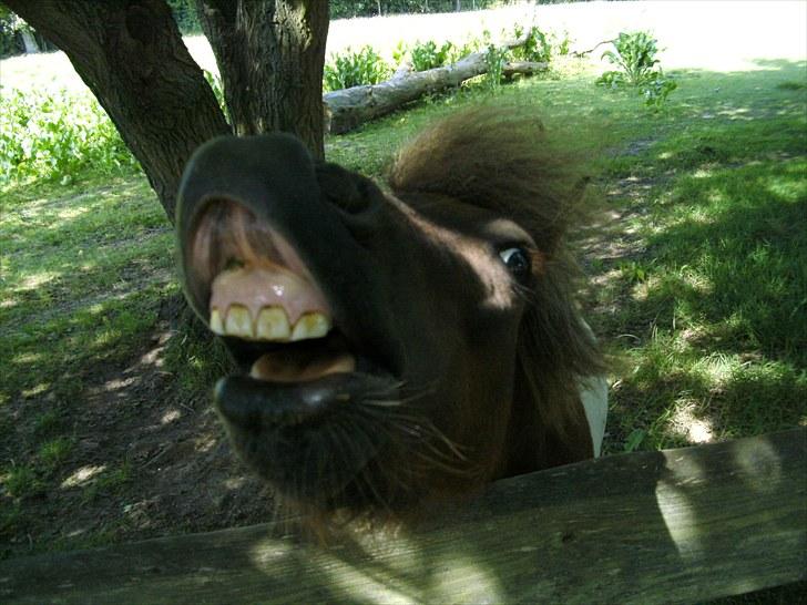 Shetlænder Indy - Se lige mit smukke smil. billede 17