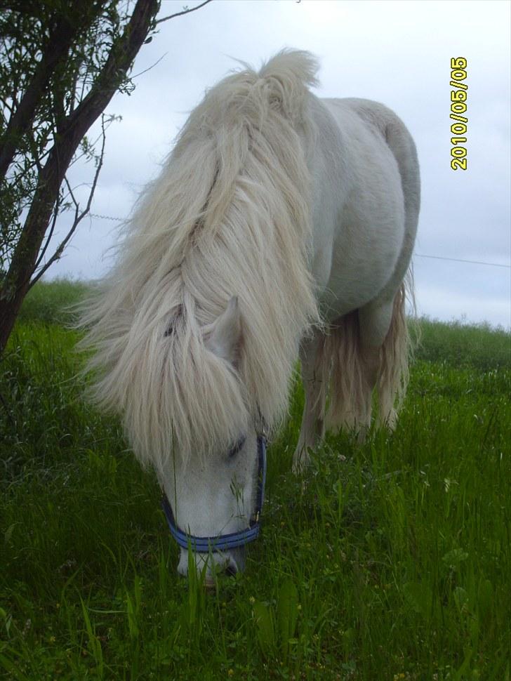 Anden særlig race Chaplin billede 4