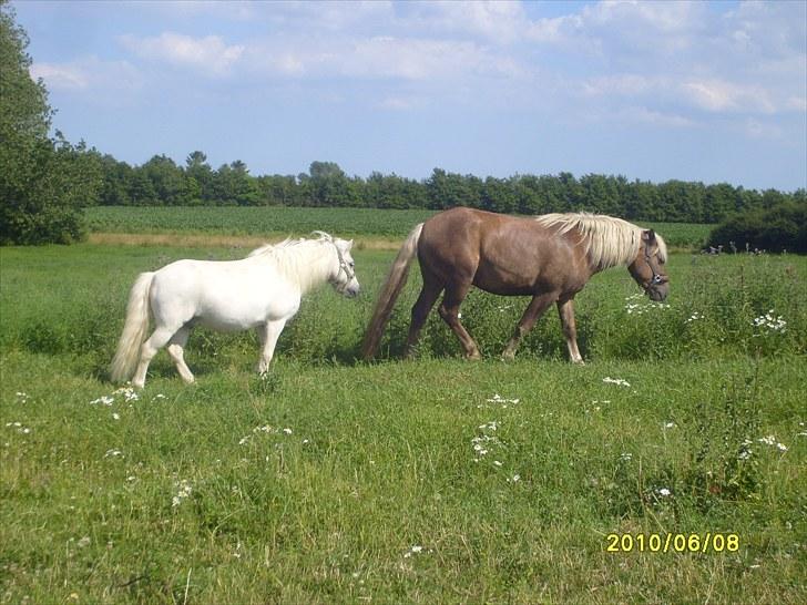 Anden særlig race Chaplin billede 5