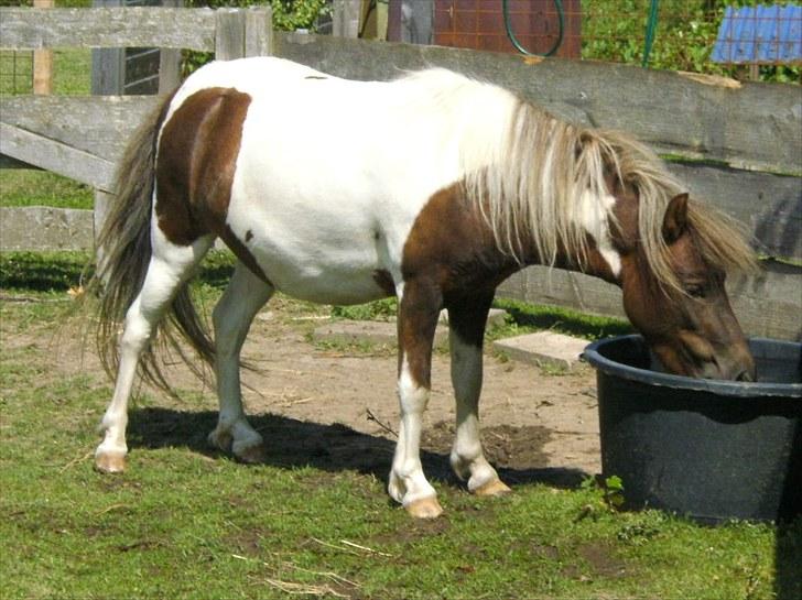 Shetlænder Indy billede 18