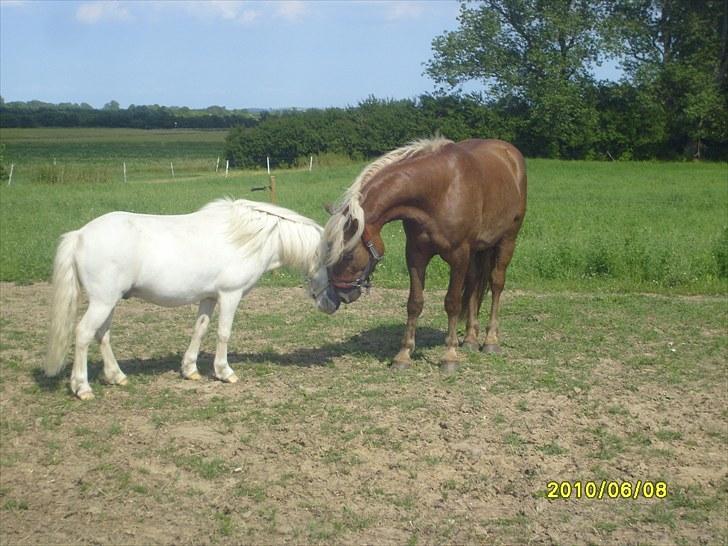 Anden særlig race Chaplin billede 6