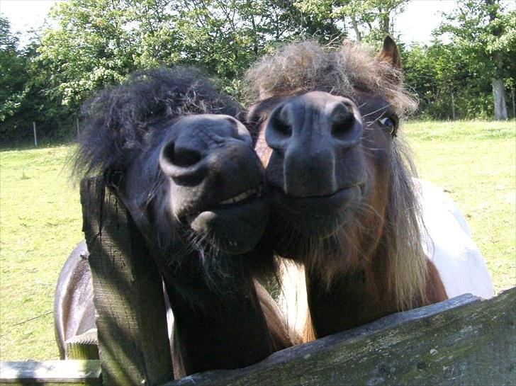 Shetlænder Indy - Lillebror får lige et mys. billede 19