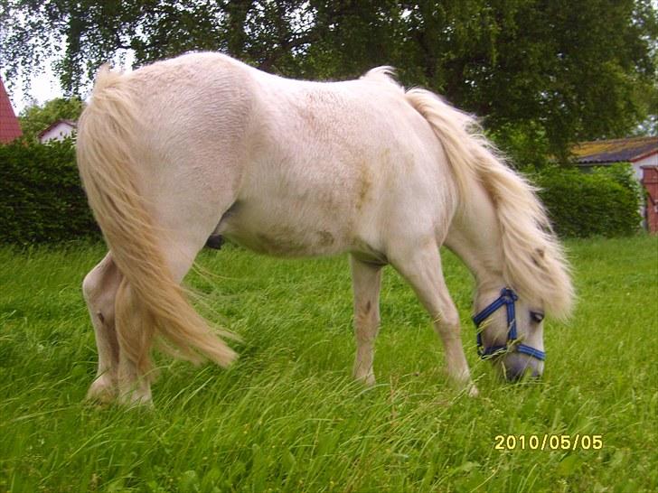 Anden særlig race Chaplin billede 7