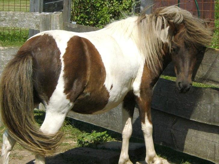 Shetlænder Indy billede 20