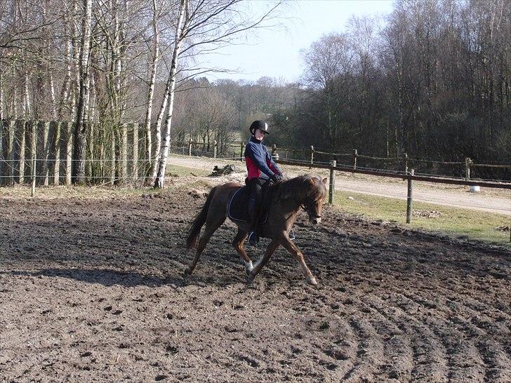 Welsh Pony (sec B) Stoak Laura (Stoakie) - Super ponyen i øning forår 2011 :) billede 4
