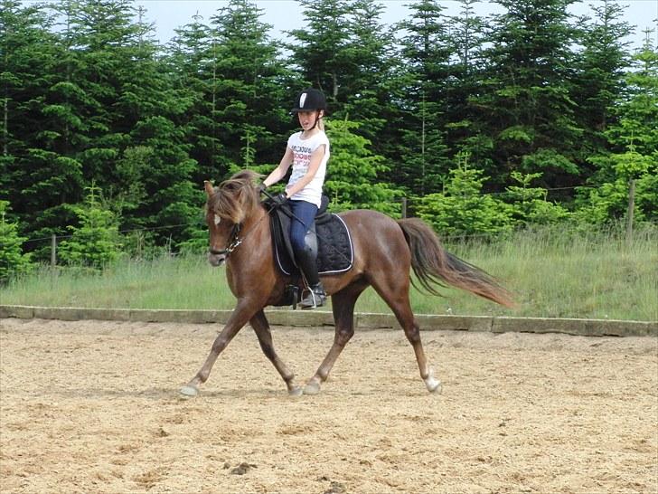 Welsh Pony (sec B) Stoak Laura (Stoakie) - Os i en fin trav en dejlig forårs dag:D 2010 billede 6