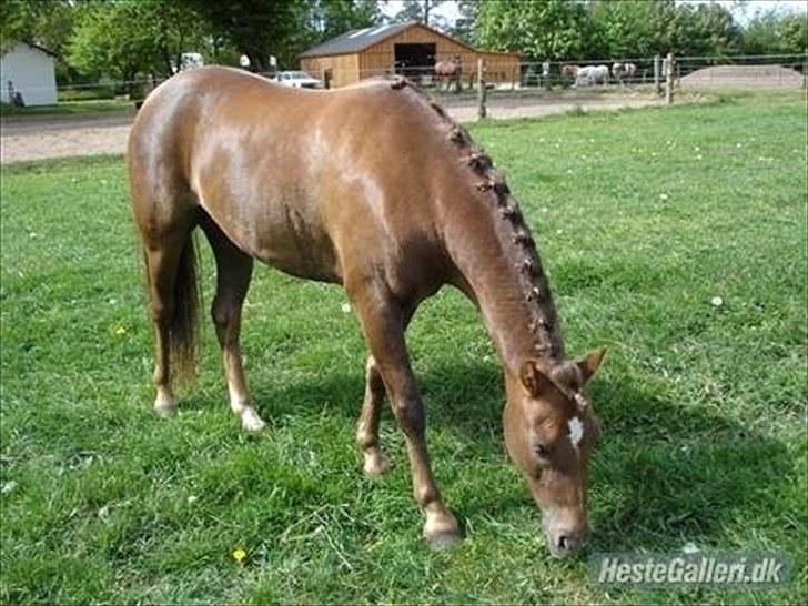 Welsh Pony (sec B) Stoak Laura (Stoakie) - Lige kommet hjem fra stævne :) billede 8