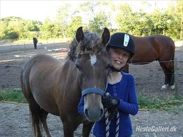 Welsh Pony (sec B) Stoak Laura (Stoakie) - stoakie dagen efter stævne :) er hun ik bare fin med krøller :) billede 9