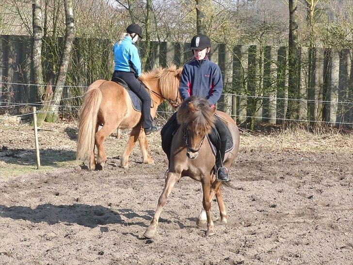 Welsh Pony (sec B) Stoak Laura (Stoakie) - Super pony i en super schenkelvigning forår 2011 <3 billede 10