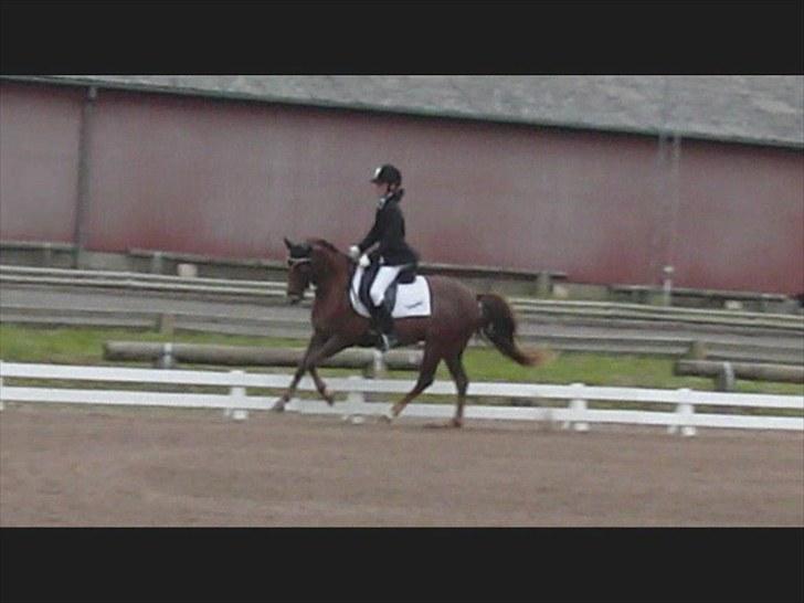 Welsh Pony (sec B) Stoak Laura (Stoakie) - Stævne i ladelund 2009 billede 11