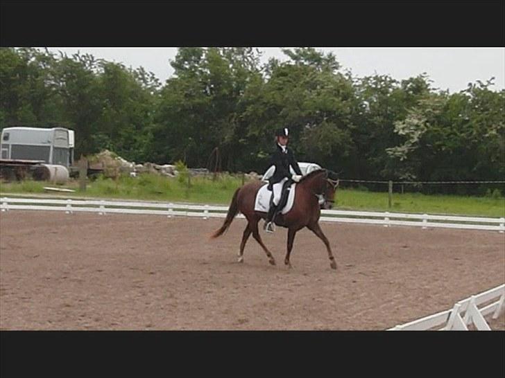 Welsh Pony (sec B) Stoak Laura (Stoakie) - Stævne i ladelund 2009 billede 12
