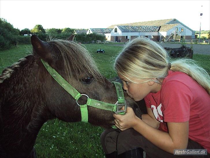 Anden særlig race lucas (himmelhest) - lucas elsker kys <3 billede 16