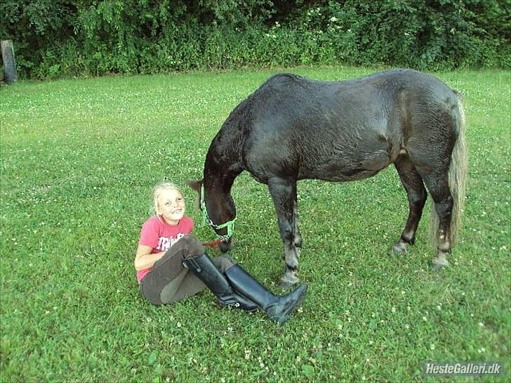Anden særlig race lucas (himmelhest) - det grønne græs er godt <3 billede 18
