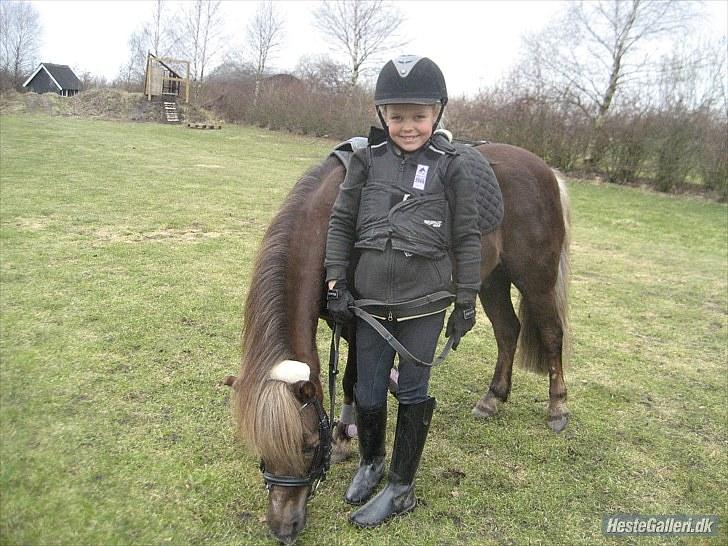 Anden særlig race lucas (himmelhest) - smuk, smukkere, smukkest billede 19