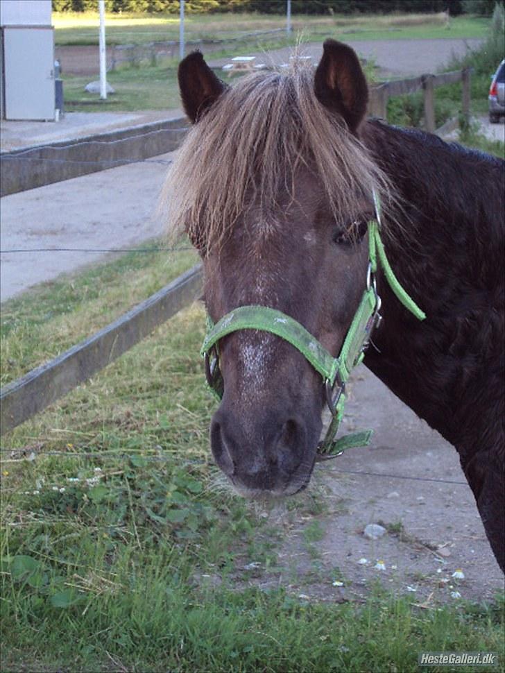 Anden særlig race lucas (himmelhest) - er jeg den smukkeste i landet <333 ja du er skat jeg elsker dig ven <3 billede 20