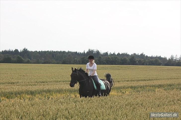 Dansk Varmblod Toftegården Don Aikido  - Fuld galop på marken i traktorsporet .. billede 17