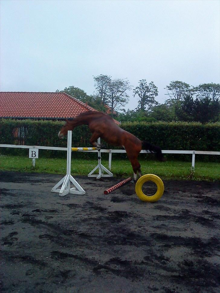 Anden særlig race No Chance Kronborg billede 16