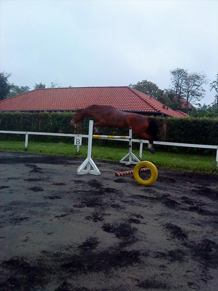 Anden særlig race No Chance Kronborg billede 17