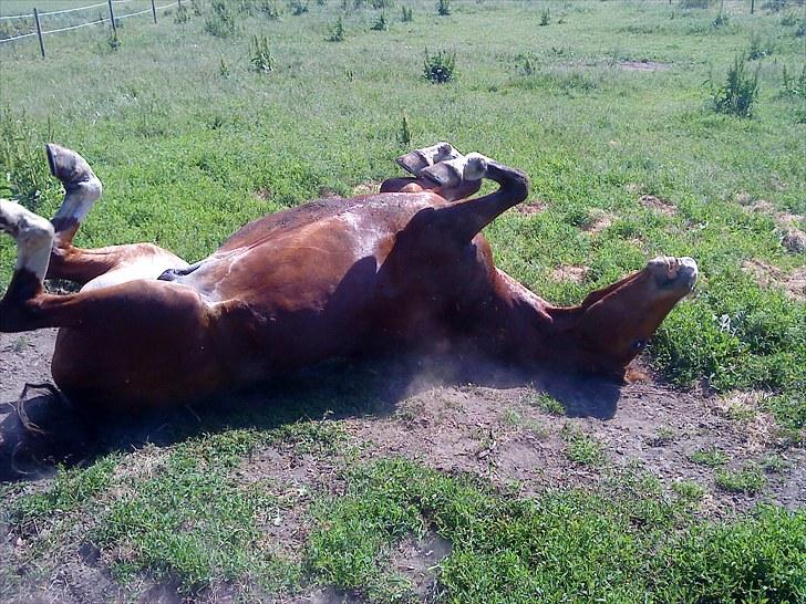 Anden særlig race No Chance Kronborg billede 18