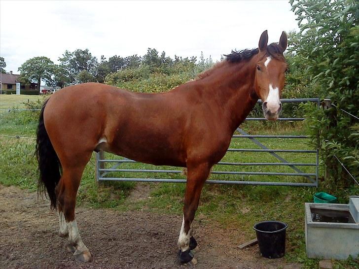 Anden særlig race No Chance Kronborg billede 19