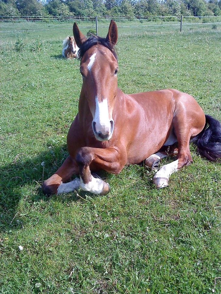 Anden særlig race No Chance Kronborg billede 20