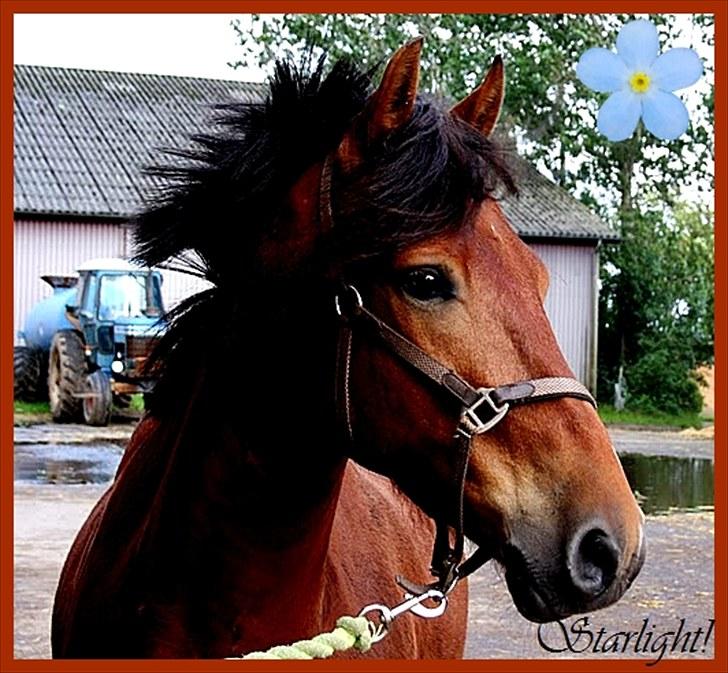 Anden særlig race Starlight - STARLIGHT (: billede 1
