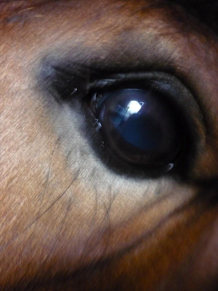 Anden særlig race Starlight billede 2