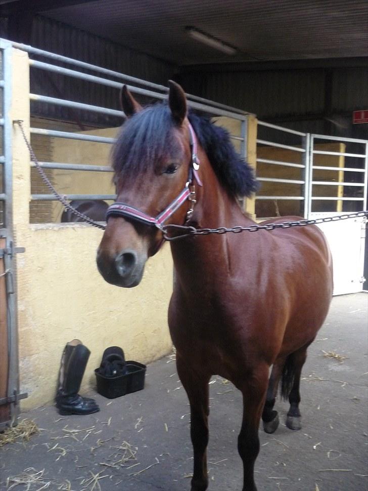 Anden særlig race Starlight billede 3