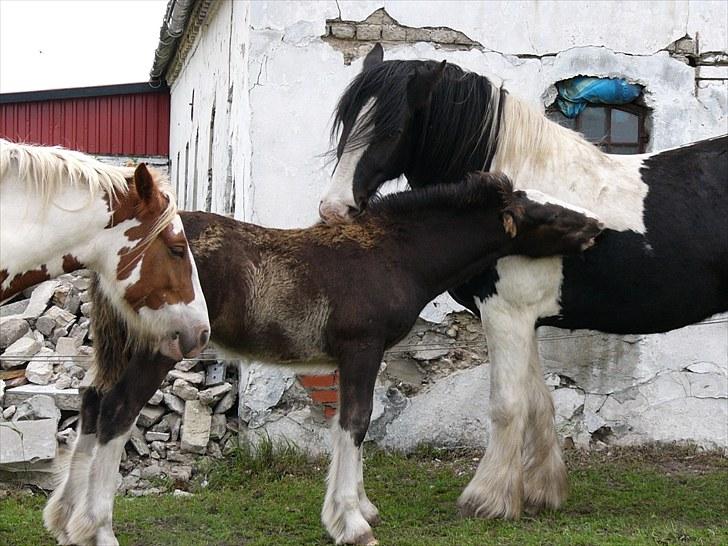 Irish Cob Hebe. (Solgt) - Hebe d.20 Juli 2010. Hygge med Zeus!! billede 9