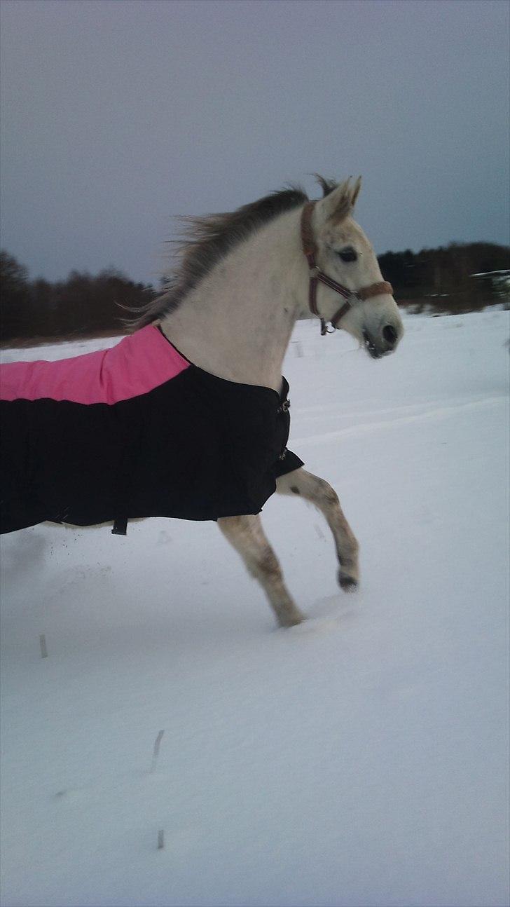 Anden særlig race Minka *Mit eventyr II-:* - ~ Billede 11 i: billede 11