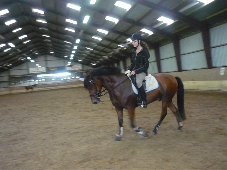 Anden særlig race Starlight billede 4