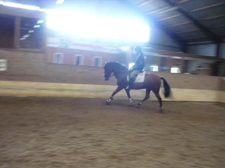 Anden særlig race Starlight billede 5