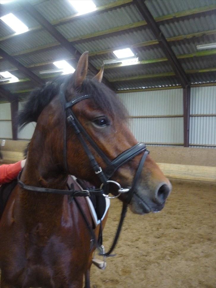 Anden særlig race Starlight billede 6