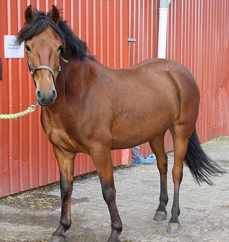 Anden særlig race Starlight billede 7