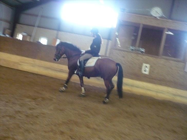 Anden særlig race Starlight billede 8