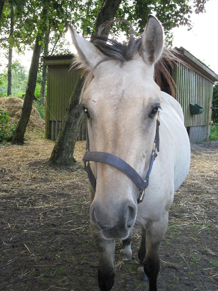 Anden særlig race (Pri) Madonna - Madonna med sjov frisure :) billede 1