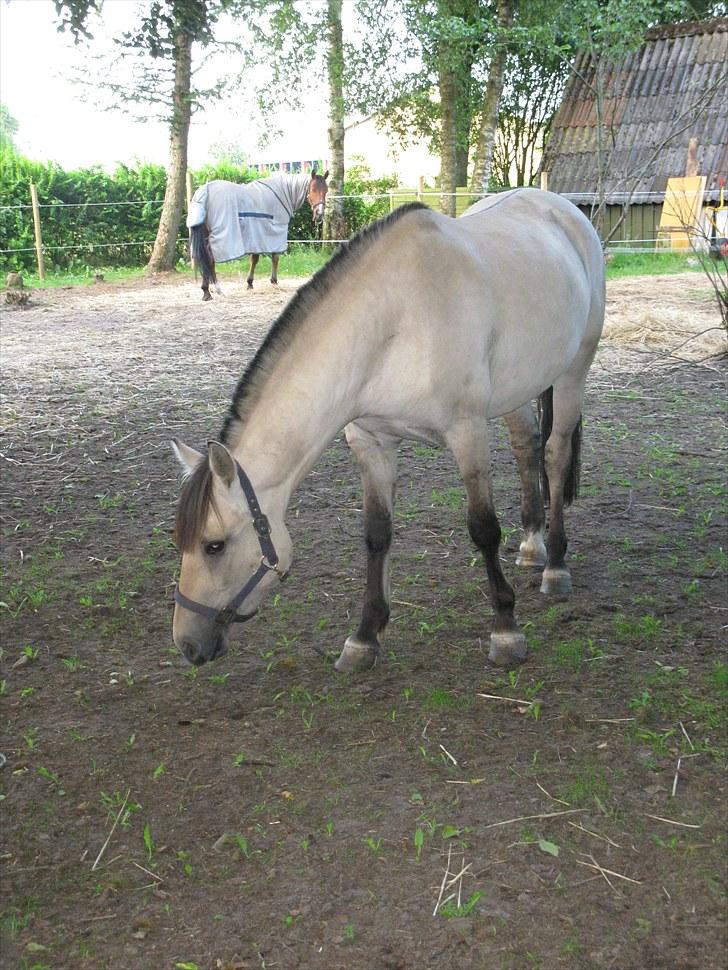 Anden særlig race (Pri) Madonna billede 2