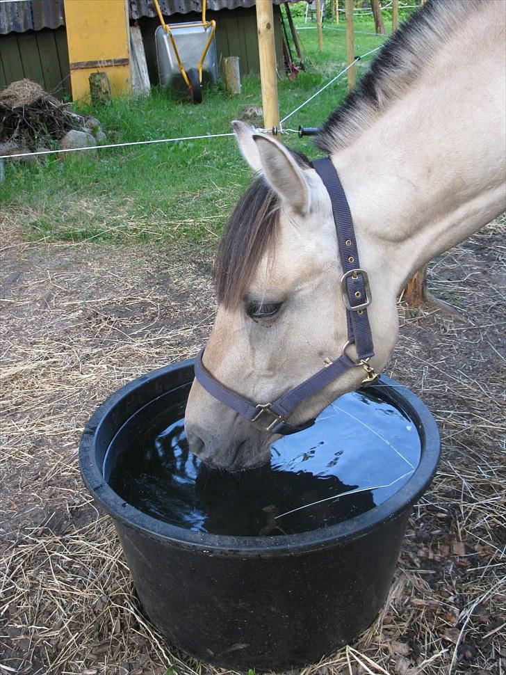 Anden særlig race (Pri) Madonna billede 3