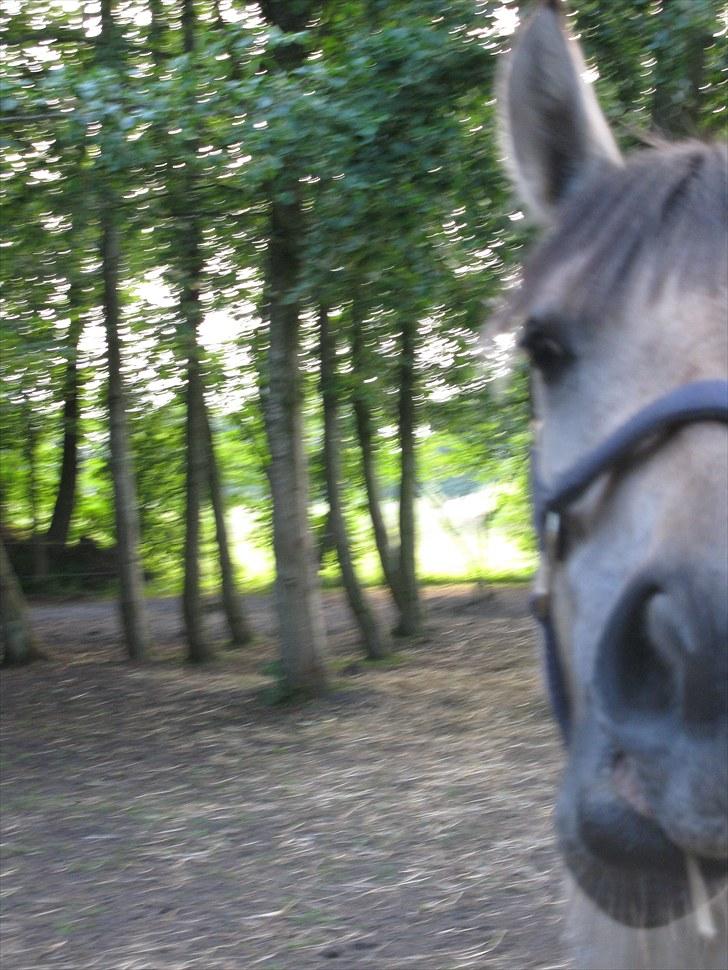 Anden særlig race (Pri) Madonna - Dårlig kvalitet, men sødt billede ;b billede 4