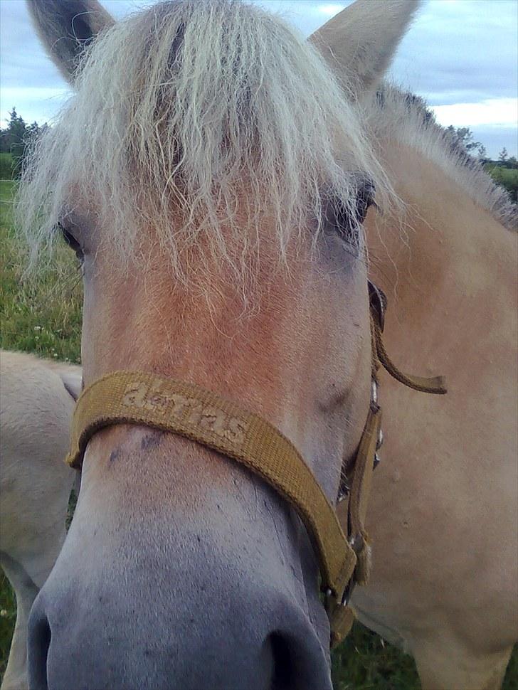 Fjordhest Hedegaards Cesillie  - Hey med Jer alle... billede 11