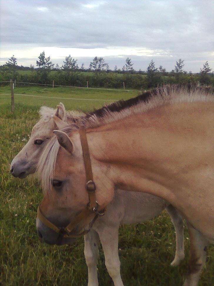 Fjordhest Hedegaards Cesillie  - Jeg elsker min nye titel som mor.. billede 12