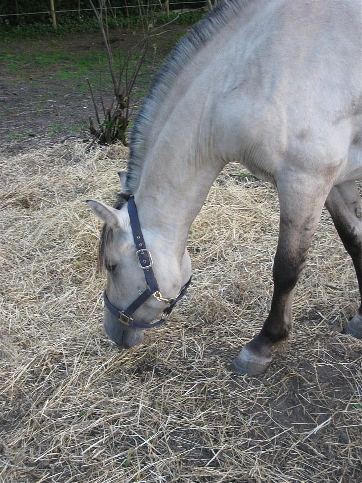 Anden særlig race (Pri) Madonna billede 5