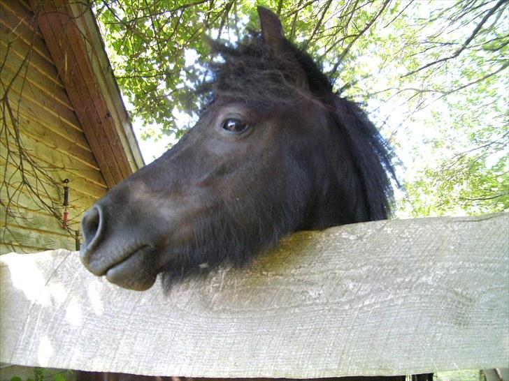 Shetlænder Sokke billede 2