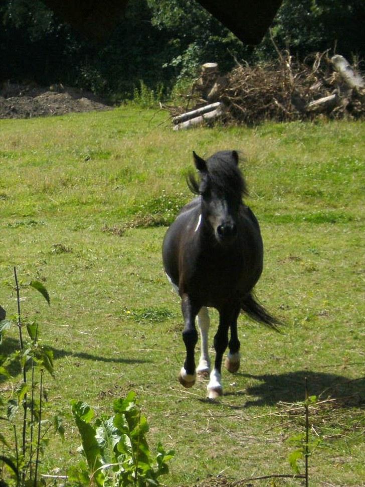 Shetlænder Sokke billede 3
