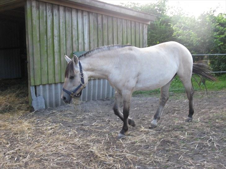 Anden særlig race (Pri) Madonna billede 6