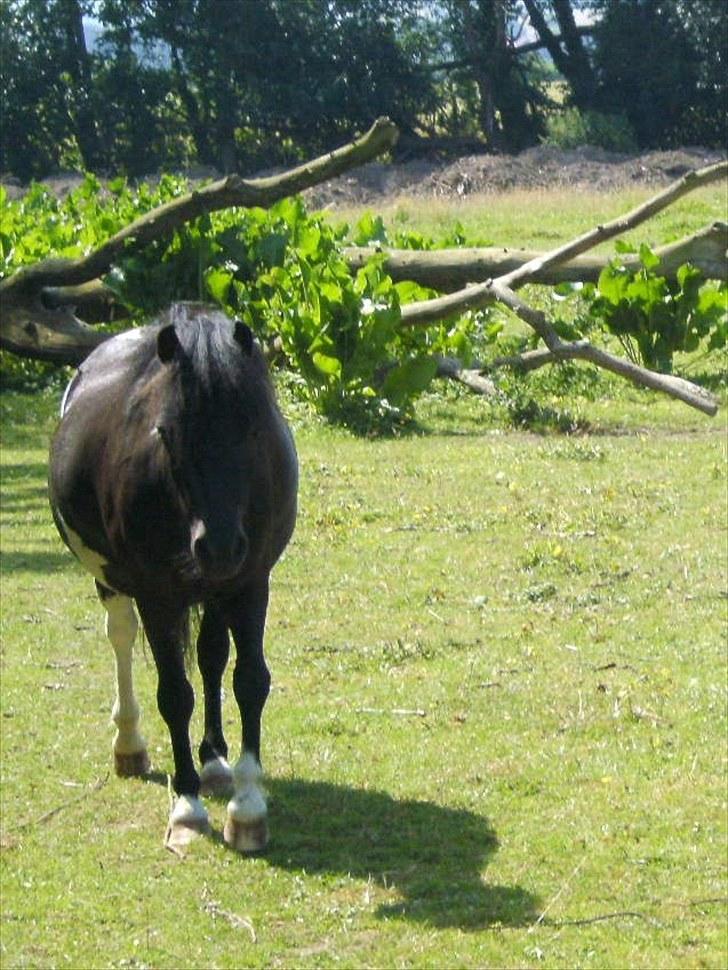 Shetlænder Sokke billede 4